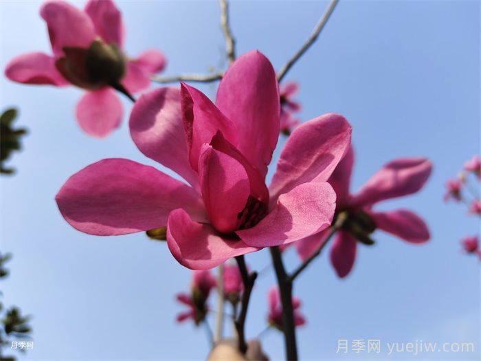 玉兰树的养殖方法和注意事项(图1)