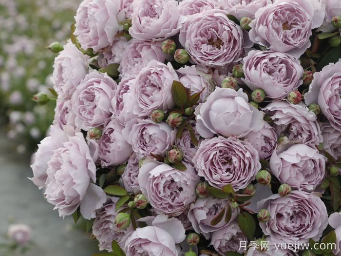 月季坑5年，放弃7款月季，越养越累(图2)