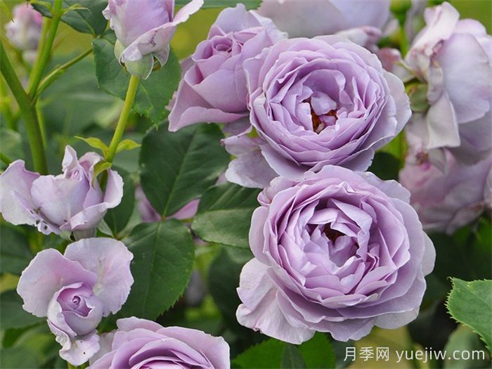 月季坑5年，放弃7款月季，越养越累(图3)