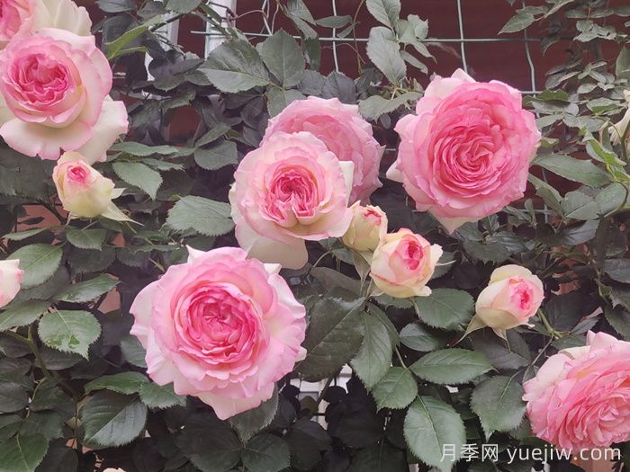 月季坑5年，放弃7款月季，越养越累(图4)