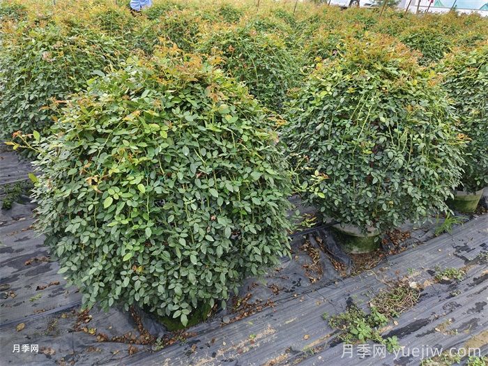 常用苗木专业术语，园林人必知(图2)