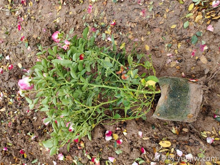 秋天绿化带适合移栽月季苗吗？(图2)