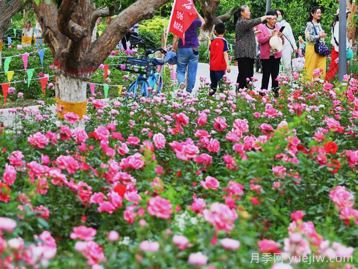 巴音郭楞市花文化和月季景观(图1) 巴音郭楞玫瑰市花文化和月季景观(图1)