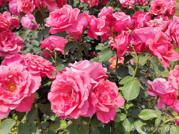 月季网：中国87个月季(玫瑰)市花城市名单大全(图2)