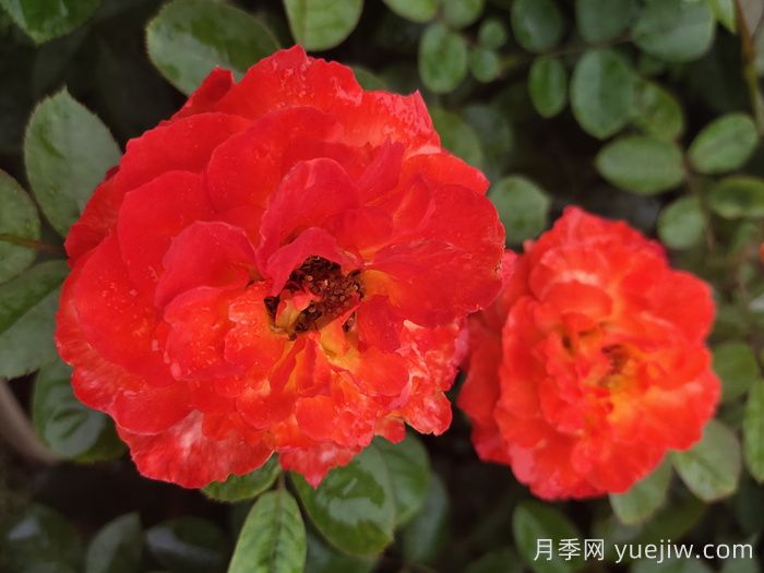 兴安市花文化和月季景观(图1)