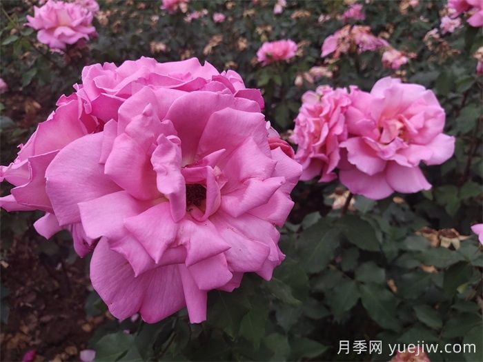 锡林郭勒市花文化和月季景观(图1)