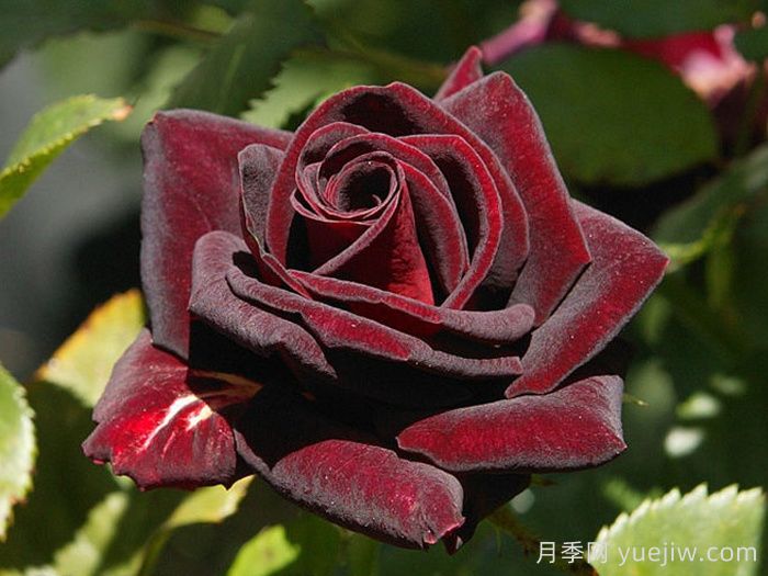 蔷薇花的花语，八大颜色蔷薇的花语(图5)