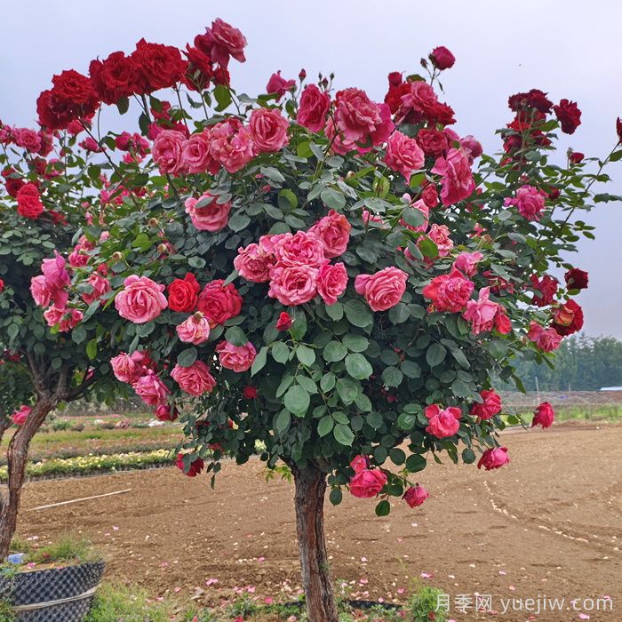 月季整枝修剪技巧(图1) 月季整枝修剪技巧(图1)