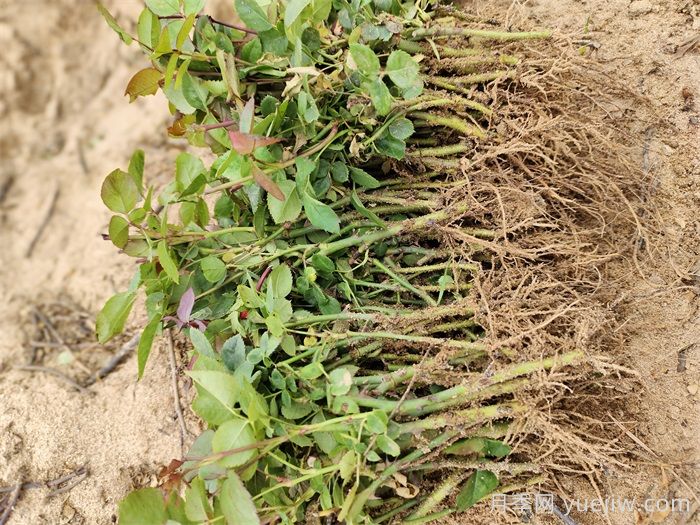 月季的扦插方法和种植注意事项(图1)