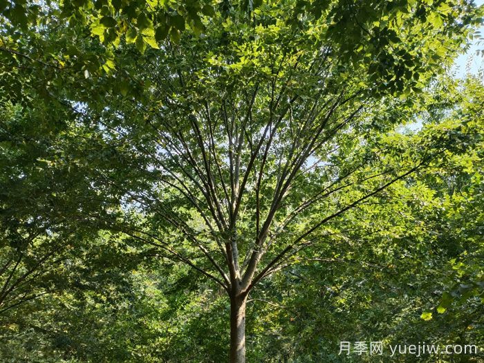 乡土树种榉树，凭什么这么火？(图1)