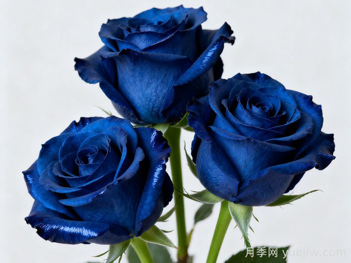 蓝色妖姬月季代表什么意思？(图1)