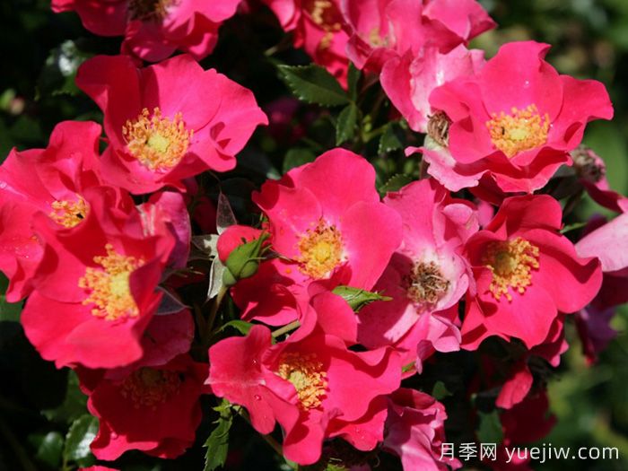 罗马城月季(图1)