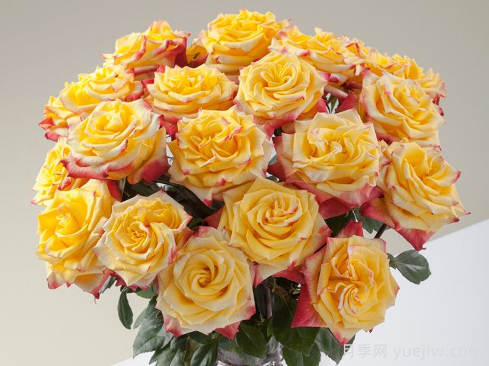 失地之火月季/焰火玫瑰(图2)