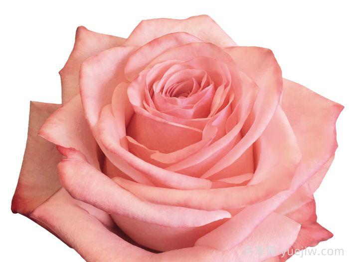 哈瓦那月季(图1)