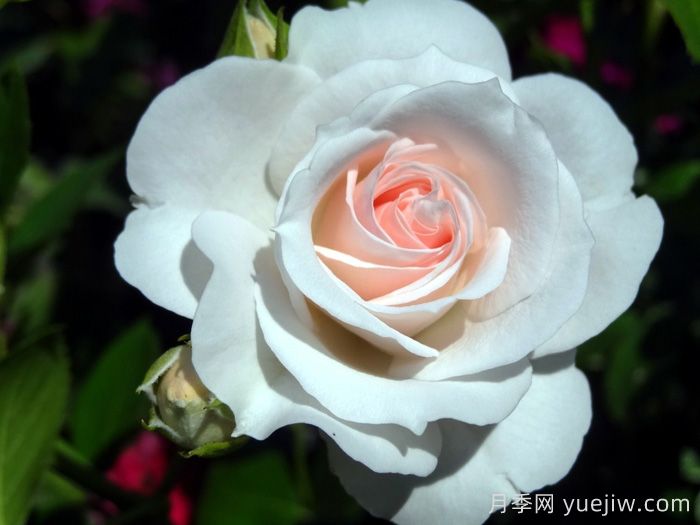 阿司匹林月季(图1)