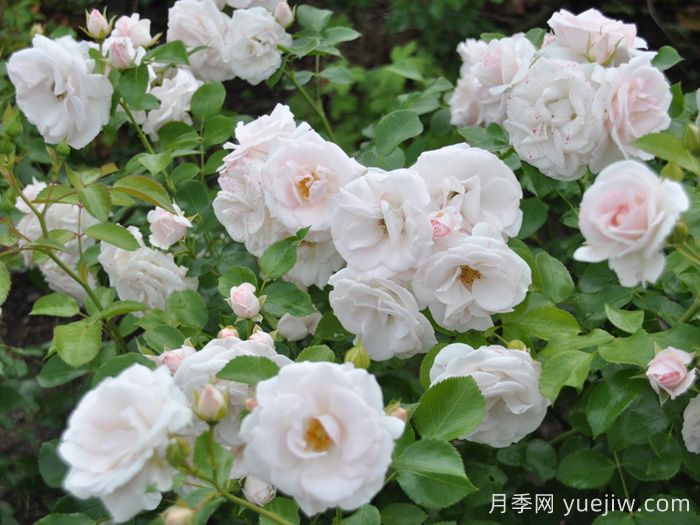 阿司匹林月季(图2)