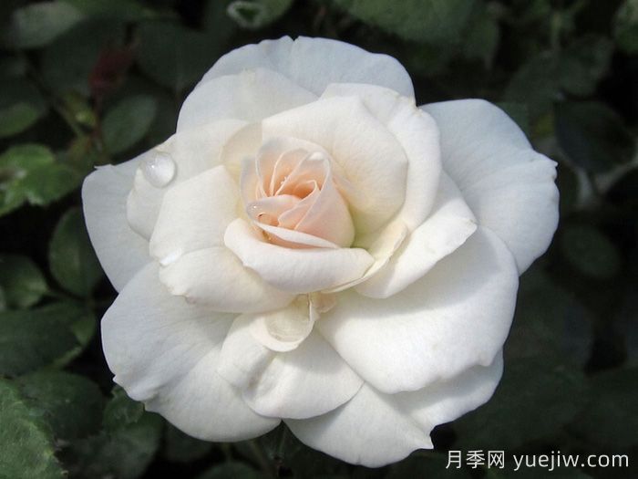 阿司匹林月季(图3)