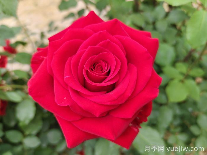 莎萨九零月季/萨莎90/莎莎90(图1)