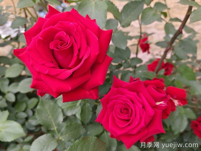 莎萨九零月季/萨莎90/莎莎90(图2)