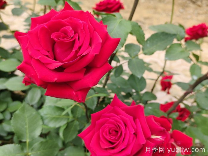 莎萨九零月季/萨莎90/莎莎90(图3)