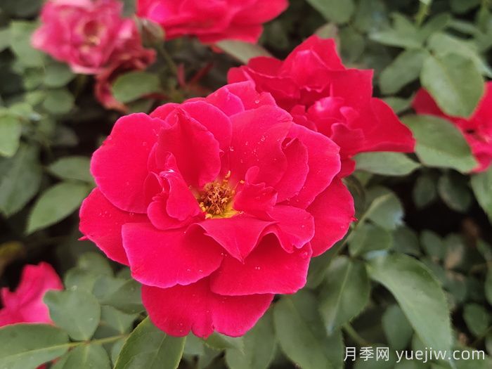 红帽子月季(图1)