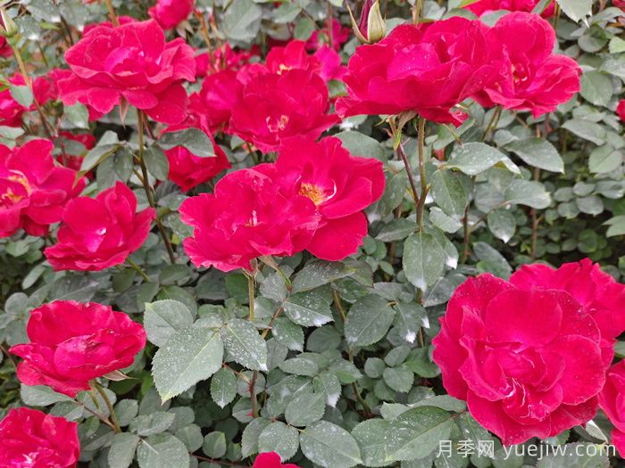 红帽子月季(图2)