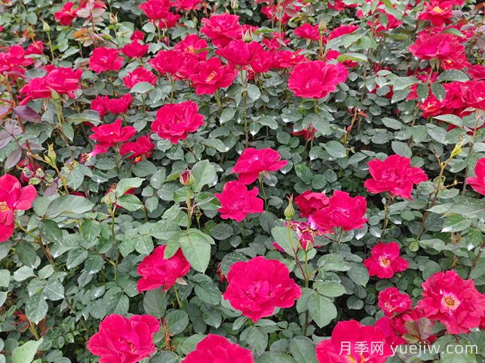 红帽子月季(图3)