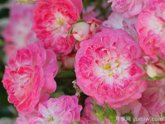 匹诺曹月季(图1)