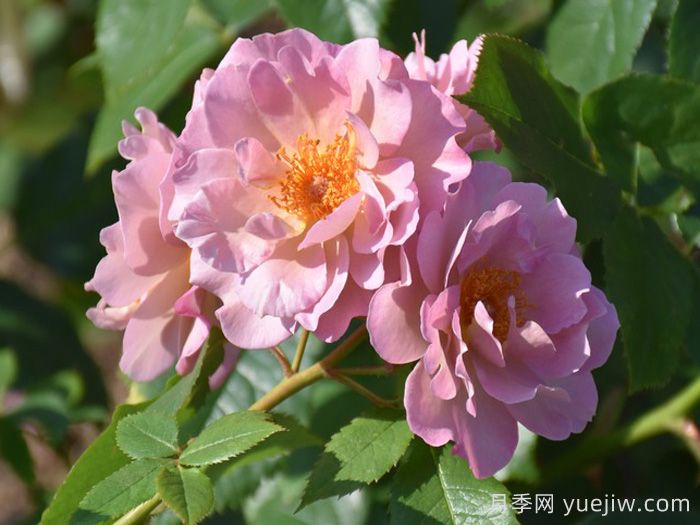 薰衣草匹诺曹月季(图1)