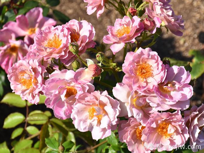 薰衣草匹诺曹月季(图2)