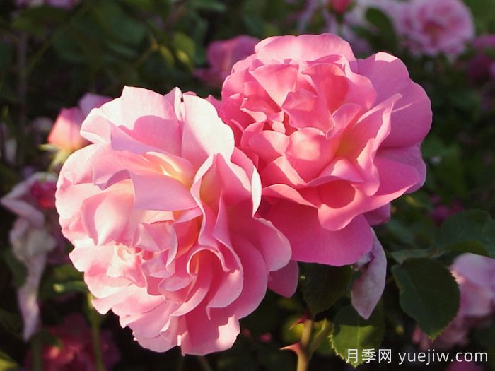 丽莲奥斯汀月季/利利安奥斯汀(图2)