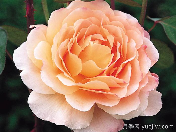 塔莫拉月季/变幻莫测月季(图1)