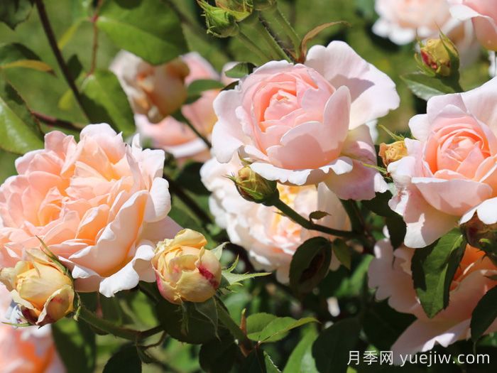 塔莫拉月季/变幻莫测月季(图3)