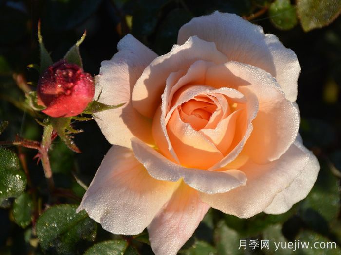 塔莫拉月季/变幻莫测月季(图2)