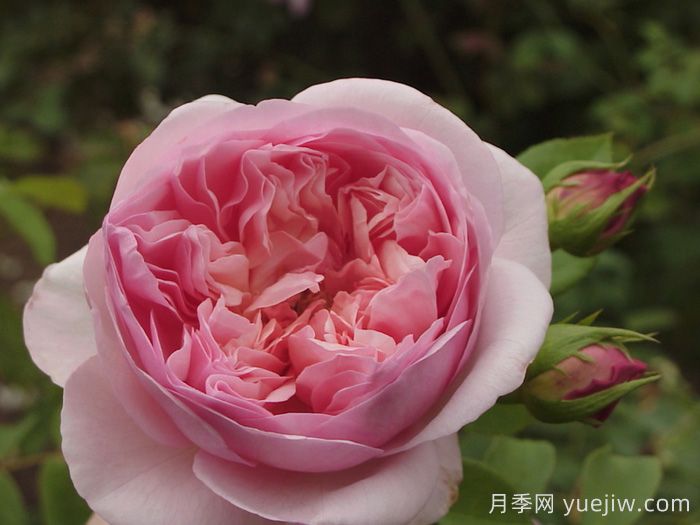 索尼亚里基尔月季(图2)