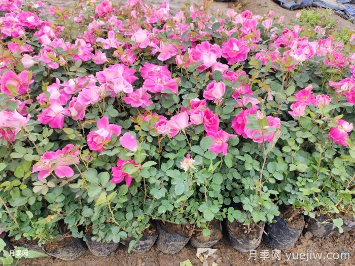 仙境月季(图7)