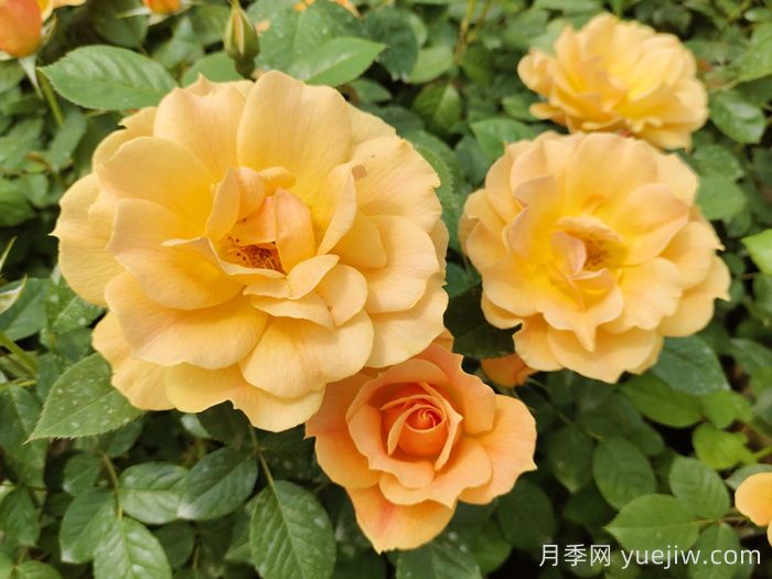 黄从容月季/黄丛蓉月季(图2)