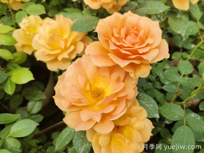 黄从容月季/黄丛蓉月季(图3)