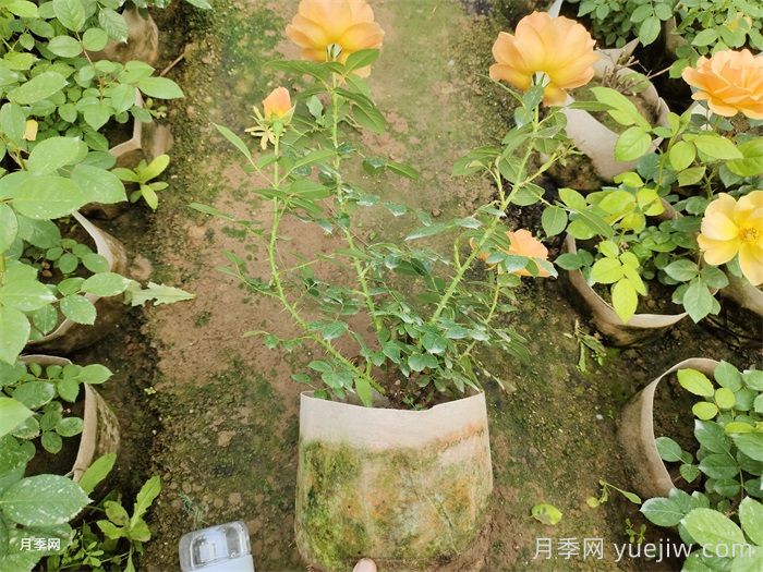 黄从容月季/黄丛蓉月季(图4)