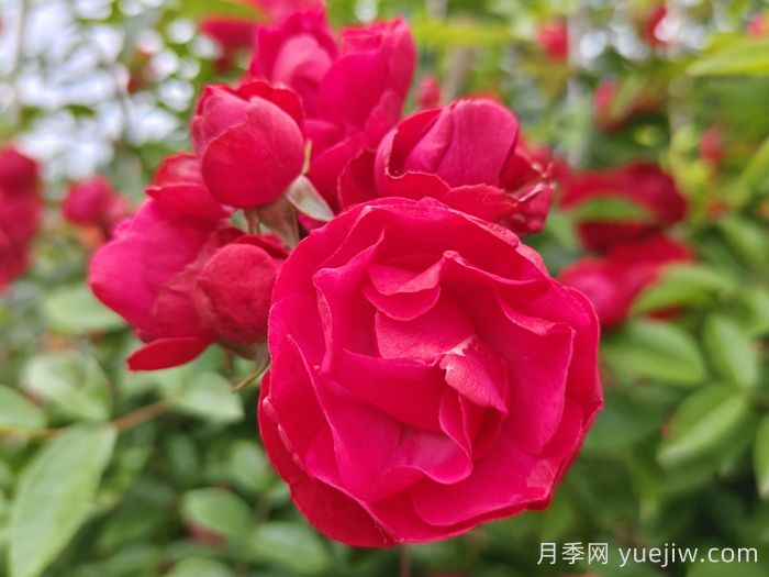 红木香月季/四季红木香/藤本红柯斯特(图1)