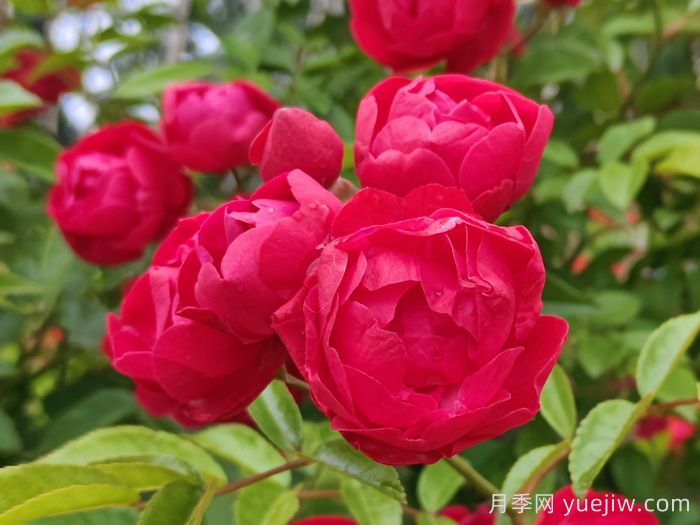 红木香月季/四季红木香/藤本红柯斯特(图2)