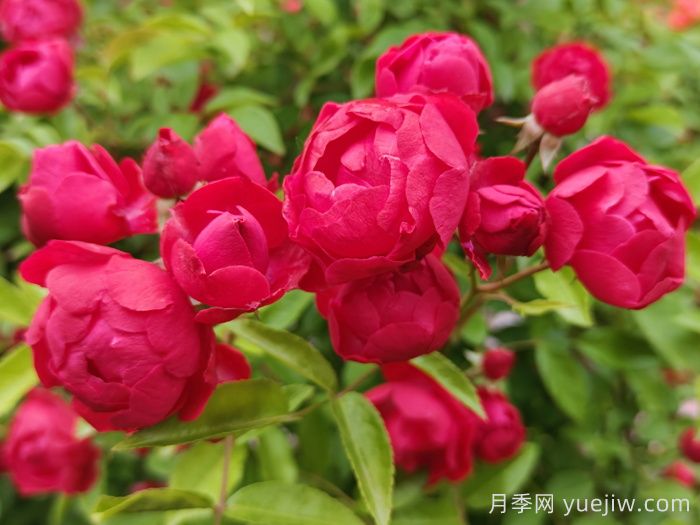 红木香月季/四季红木香/藤本红柯斯特(图3)