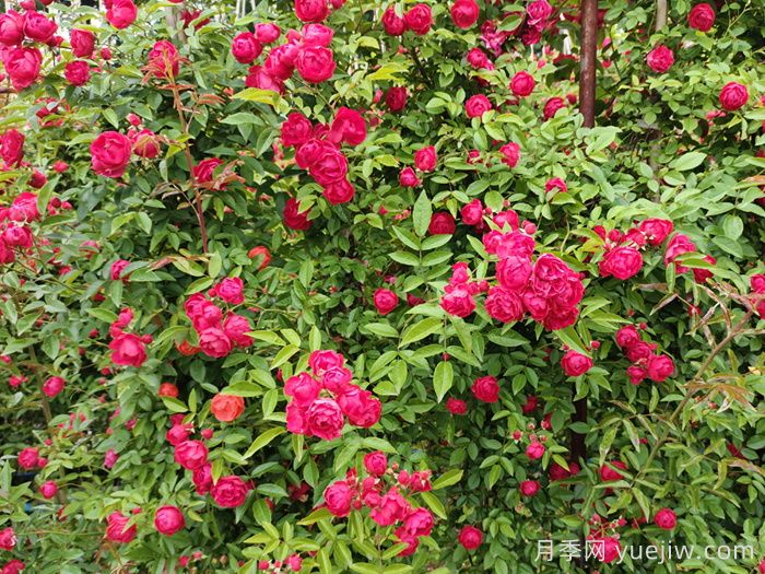 红木香月季/四季红木香/藤本红柯斯特(图4)