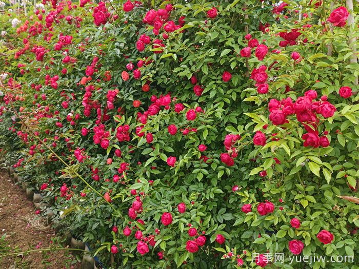 红木香月季/四季红木香/藤本红柯斯特(图5)