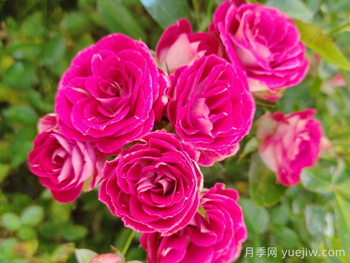 红宝石冰月季/岳之梦(图3)