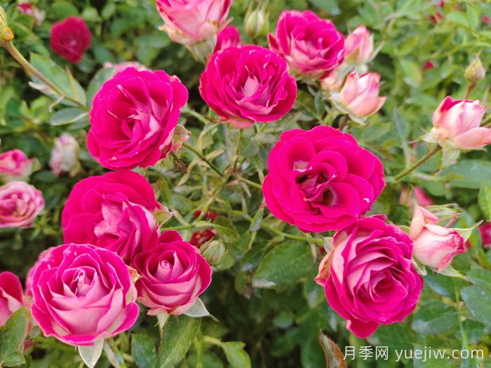 红宝石冰月季/岳之梦(图4)