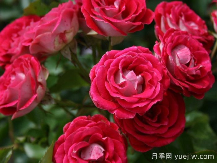 红宝石冰月季/岳之梦(图1)