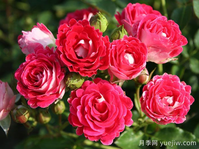 红宝石冰月季/岳之梦(图2)