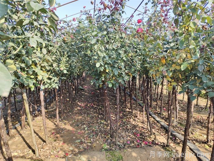 3公分树状月季/3公分月季树(图3) 3公分树状月季/3公分月季树(图3)