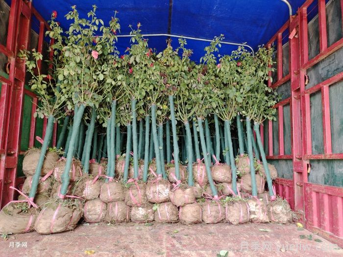 3公分树状月季/3公分月季树(图5) 3公分树状月季/3公分月季树(图5)